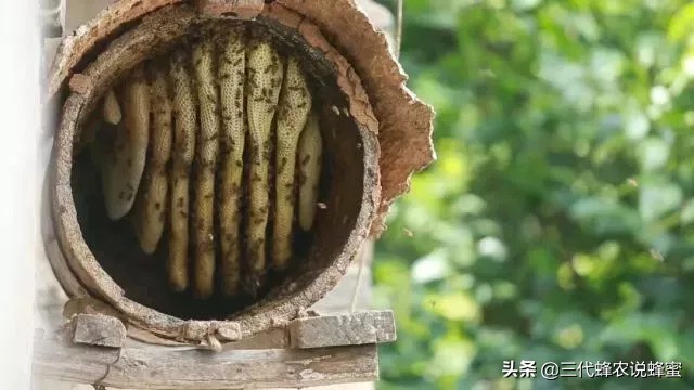 养蜂要懂的技术技巧有哪些,养蜂达到高产诱蜂最快方法