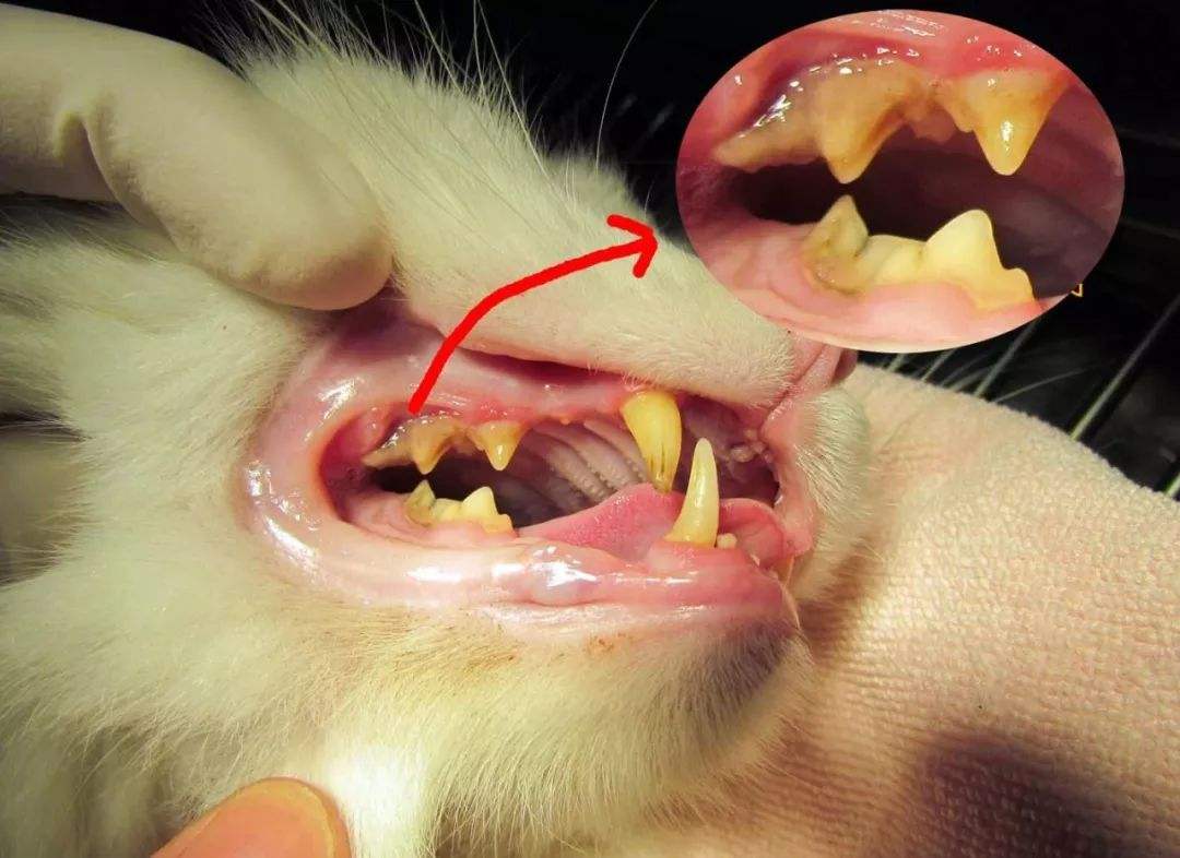 猫有口腔溃疡吗,猫有口腔炎症时间长了会死吗