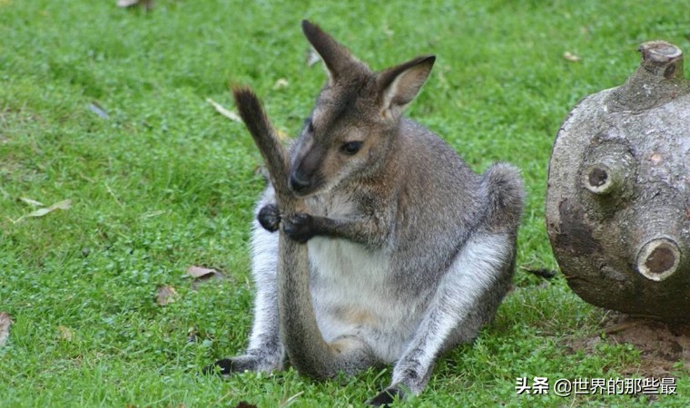 银背大猩猩和袋鼠拳击谁更厉害,银背大猩猩打架袋鼠vs老虎