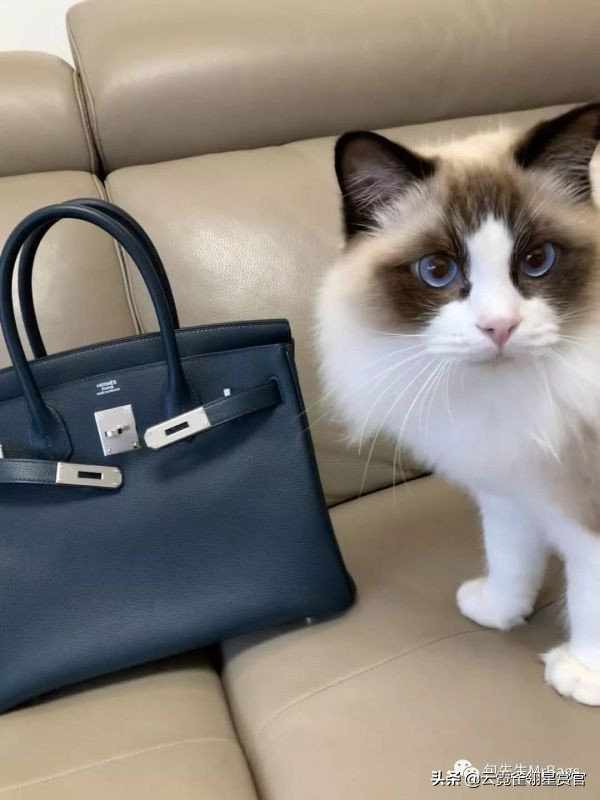 超好看的宠物包,好看又大的宠物包