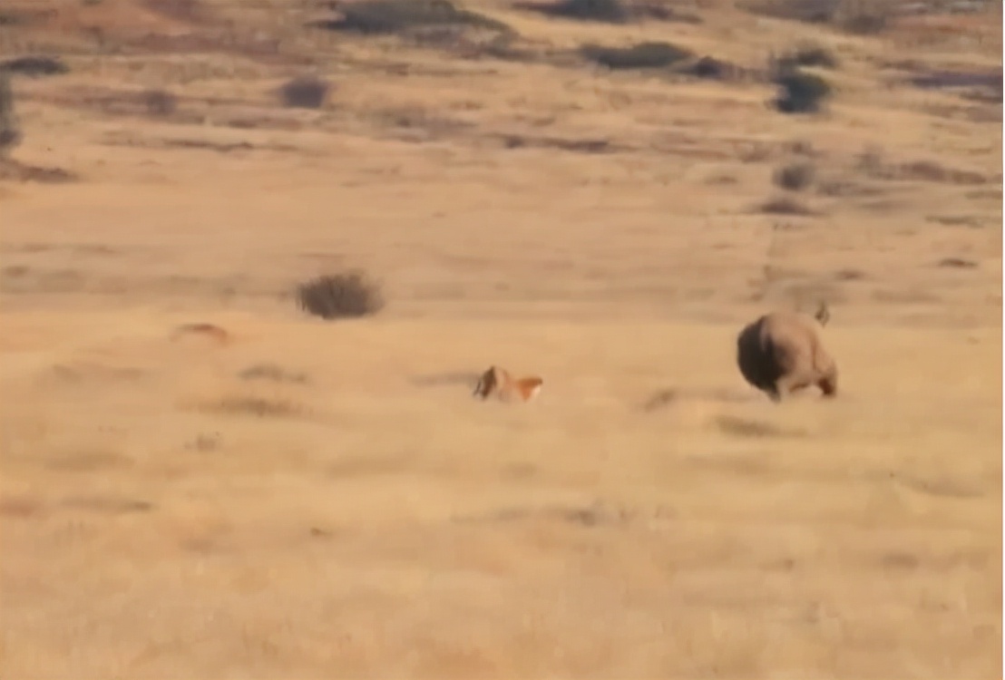 科学家把两头老虎运到非洲，这样的入侵，狮子还能保住地位吗？