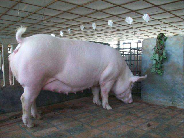 后备母猪的饲养要点,后备母猪饲养管理六要点综合技术