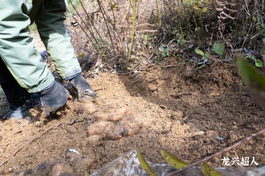 安徽道地药材天麻,天麻的道地药材