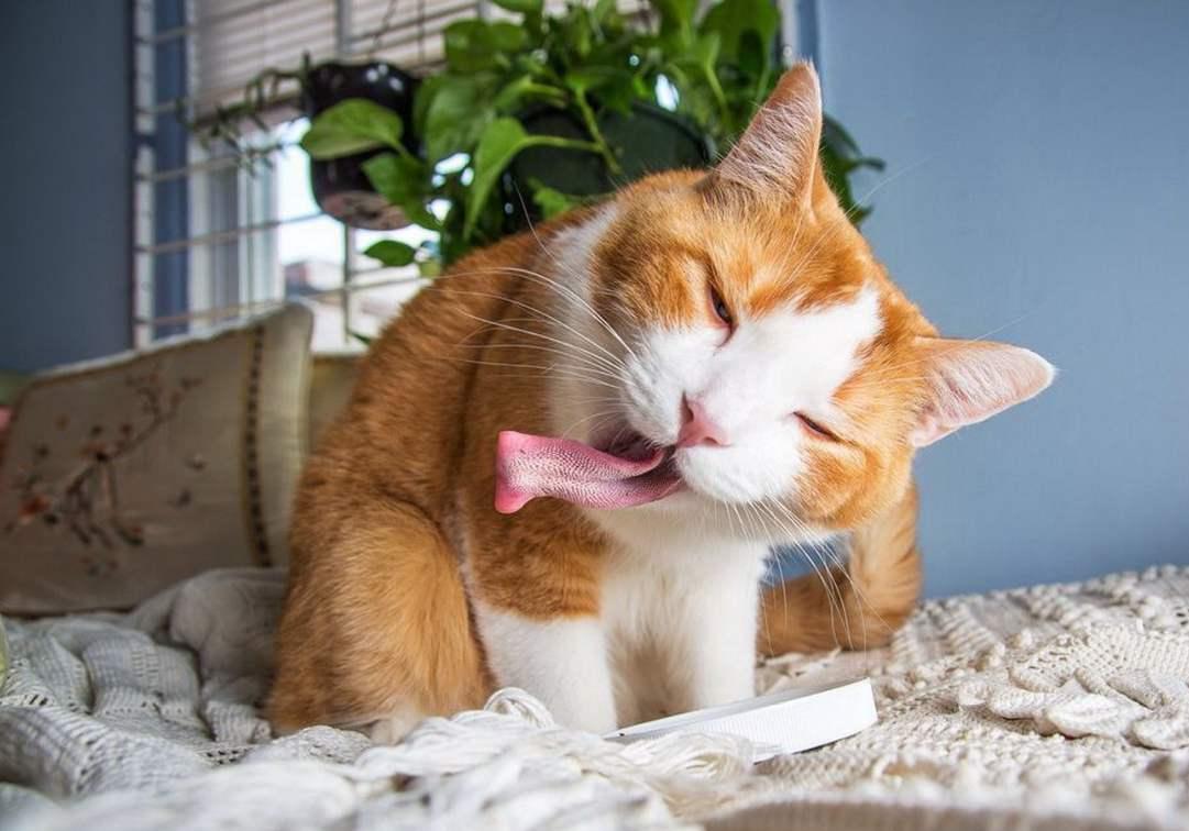 猫咪吃糖吃的很欢,猫咪吃糖会怎么样