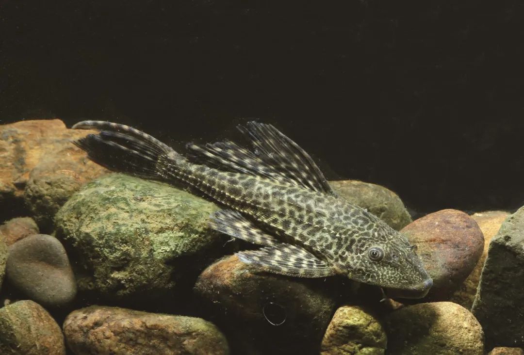 各种淡水鱼你认识吗,淡水鱼的种类你认识几种