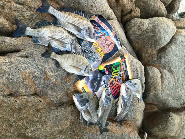 海钓黑鲷吃什么鱼饵最好,海钓黄黑鲷