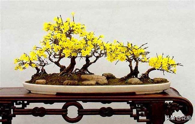 迎春花春季如何养护,春季迎春花怎么养