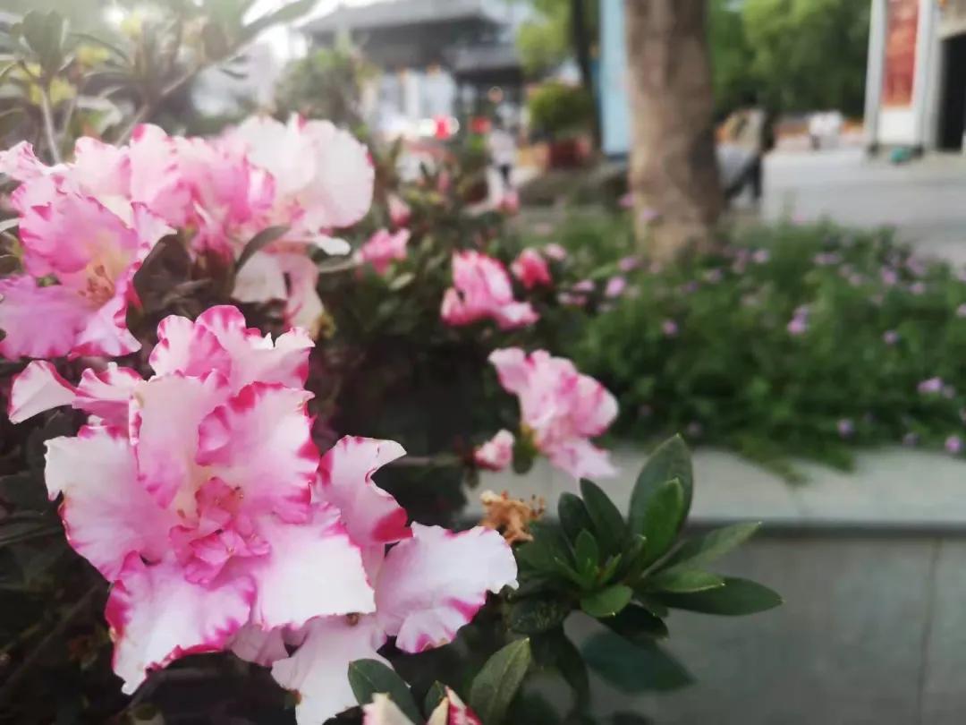 坂田手造文化街开放时间,坂田手造文化街