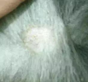 狗狗不同品种颜色分类,狗狗不同的类型有哪些特点