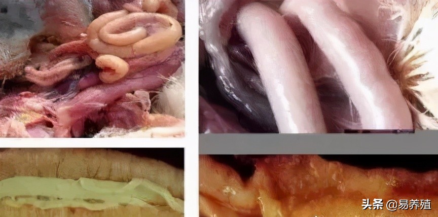 鸡拉红浓屎怎么治,鸡拉绿色稀粪最快解决方法