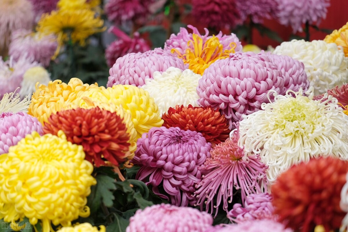 重阳节赏菊正当时，推荐国内这9个地方的赏菊好去处，沉浸式赏花