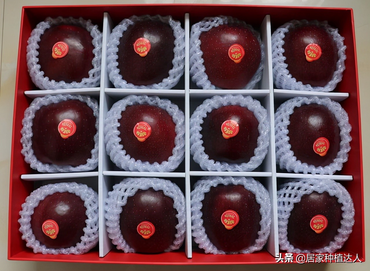 湖北适合种植的耐旱耐寒的坚果树,当今既抗寒又耐高温四季常绿树