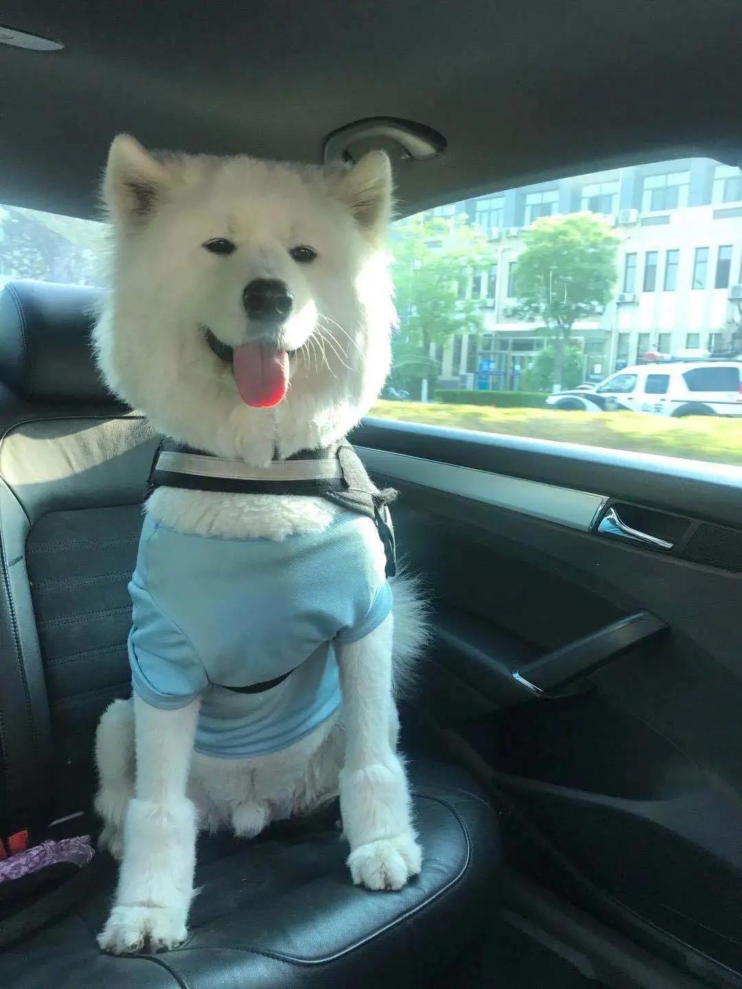 和宠物交流说什么,和宠物谈恋爱