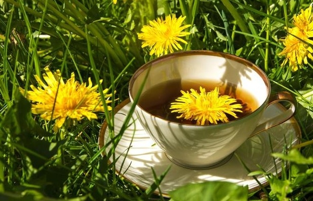 蒲公英和红茶泡水可以天天喝吗,长期喝蒲公英水有害还是有好处