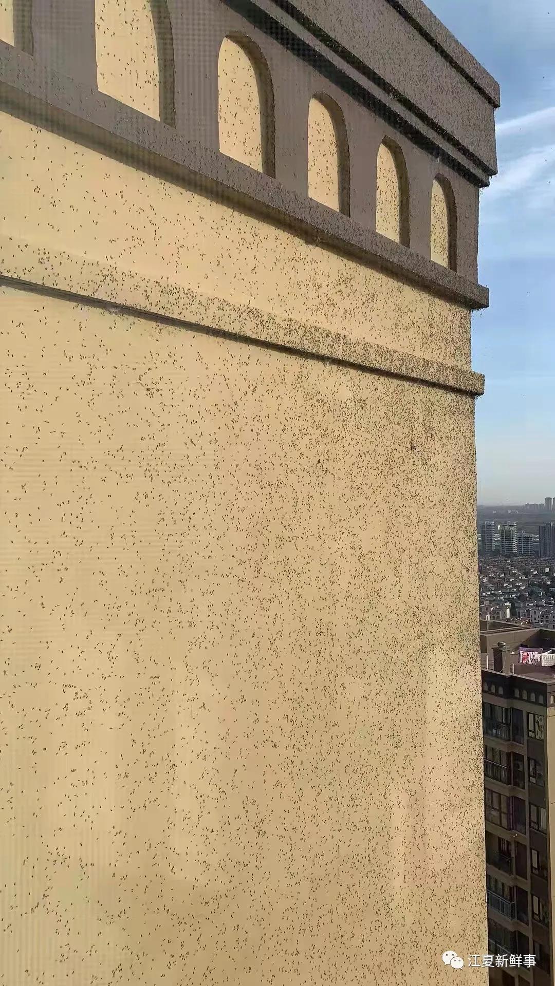 武汉汤逊湖畔的庙山，众多小区摇蚊密集扎堆！该如何治理？