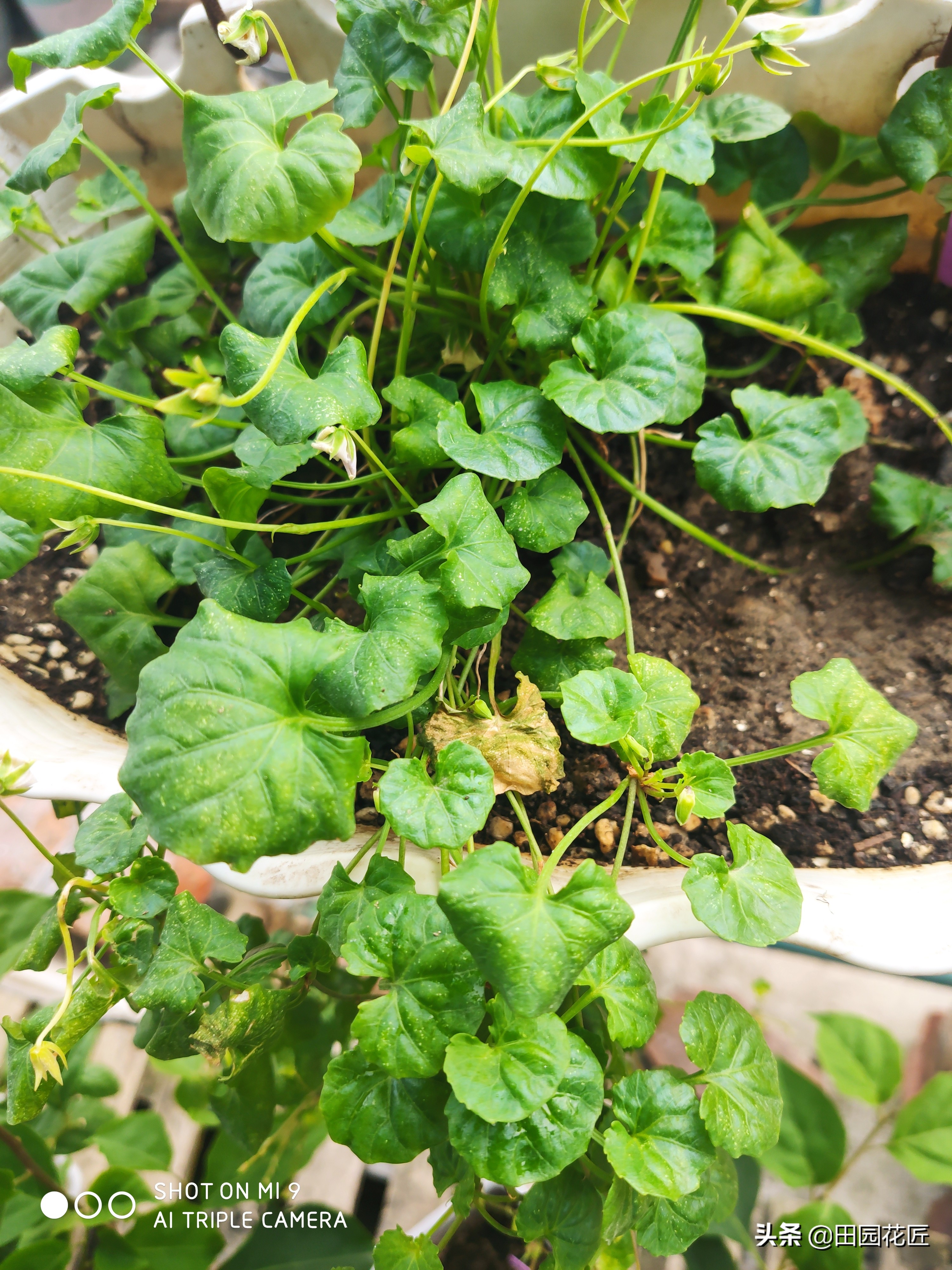 熊猫堇在江浙沪休眠吗,熊猫堇好养吗是喜阳还是喜阴