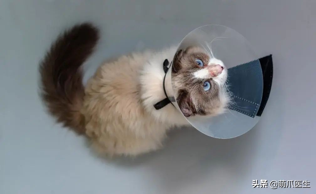 猫咪过敏是属于炎症反应吗,猫咪过敏怎么排除过敏源