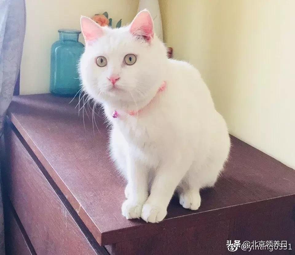 喵星人第二季,喵星人第2季免费观看