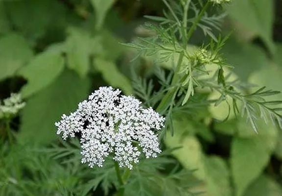 十种动植物名称及特征,动植物植物知识科普大全