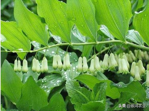 黄精种植基地图片,江西黄精种植基地