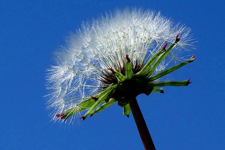 蒲公英价值高,再也不用去山里挖,阳台撒种子长出一大片
