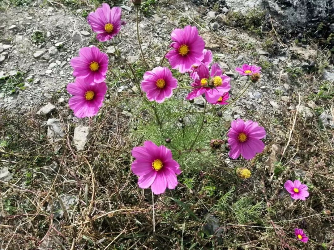 怀念有过当兵的岁月 (当兵的经典回忆)