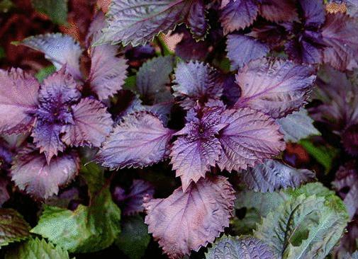 揭秘34种常用香料的名称与用途,香料图片名称大全常用