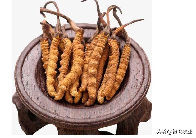 虫草上市最新消息,虫草价格有没有涨的趋势