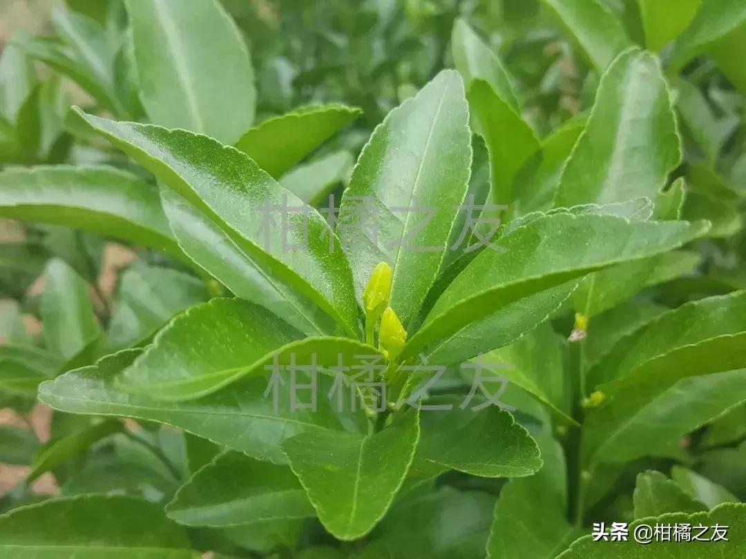 柑橘木虱防治工作要重视,果农分享五大防治要点