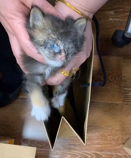 捡到的小奶猫眼睛流脓,捡到的小奶猫眼睛一直有眼屎