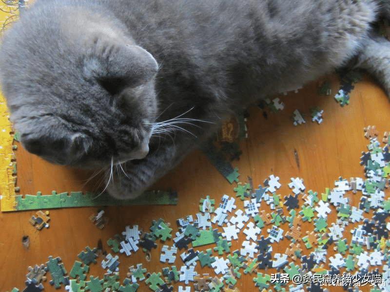 猫咪vs巨型蜘蛛,猫咪vs恶猫