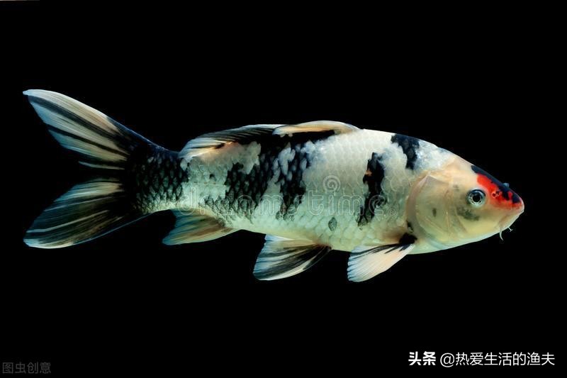 锦鲤的尾鳍上有血丝怎么回事,锦鲤尾巴血丝鱼鳍发白