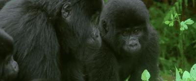 豆瓣9.8分悬疑大片,窥探电视剧豆瓣评分