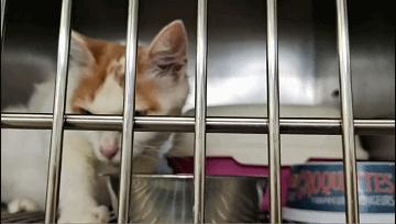 阿派志愿者救助一只流浪猫,阿派救助流浪猫