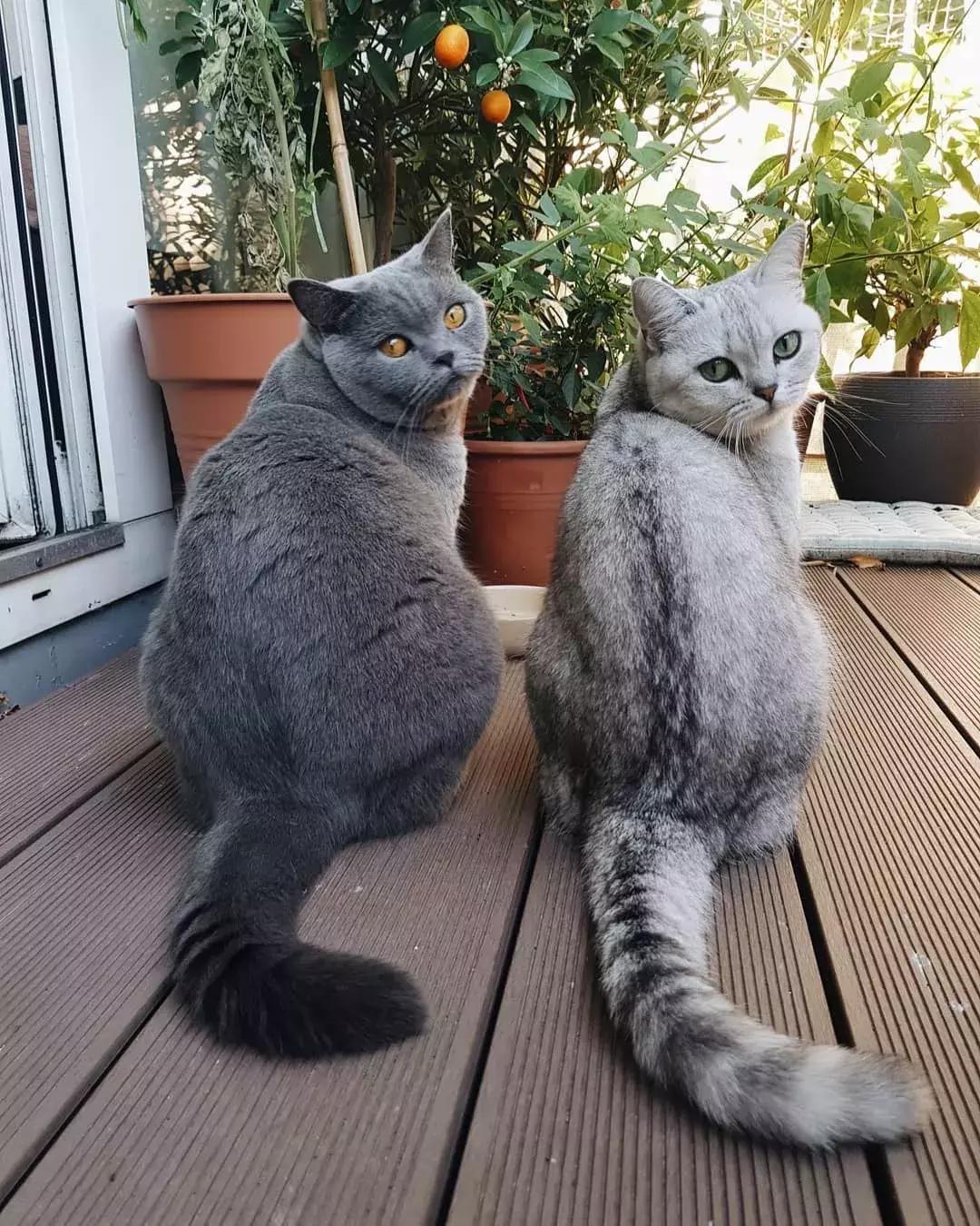 对猫咪无害的绿植花卉,猫咪禁忌养的植物