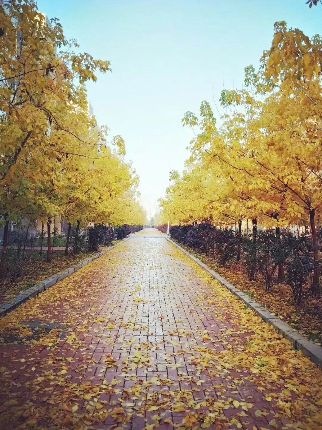 辽宁中医药大学杏林学院独立学院,辽宁中医药大学三个校区