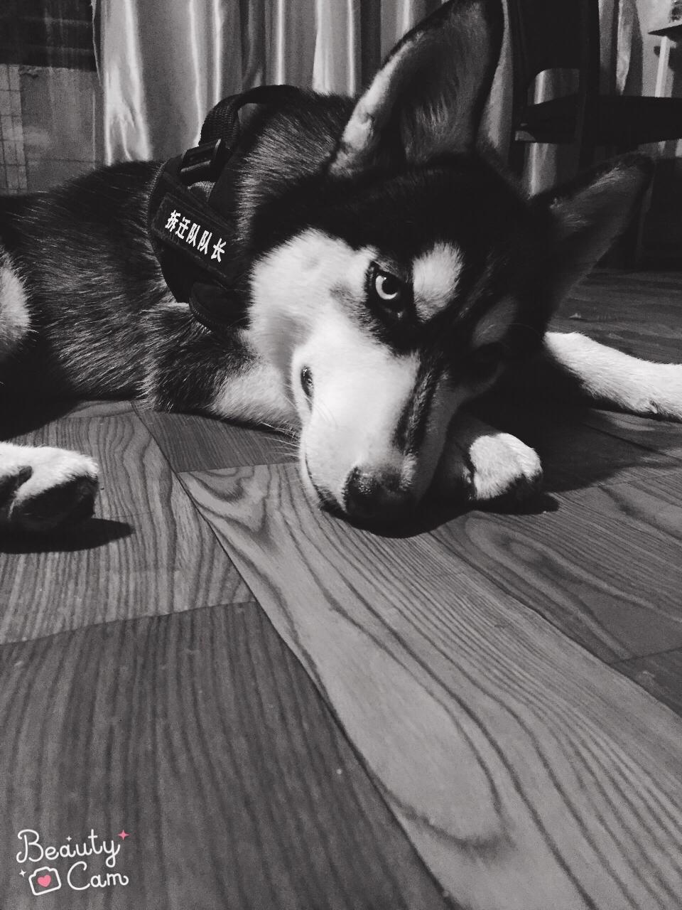 看狗狗的便便可以判断健康情况,如何从粪便判断狗狗的健康状况呢