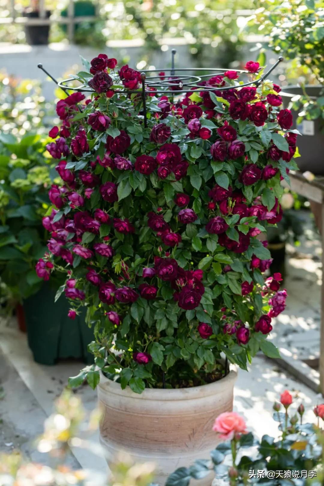 适合北阳台种的花园,采光差适合什么藤本月季