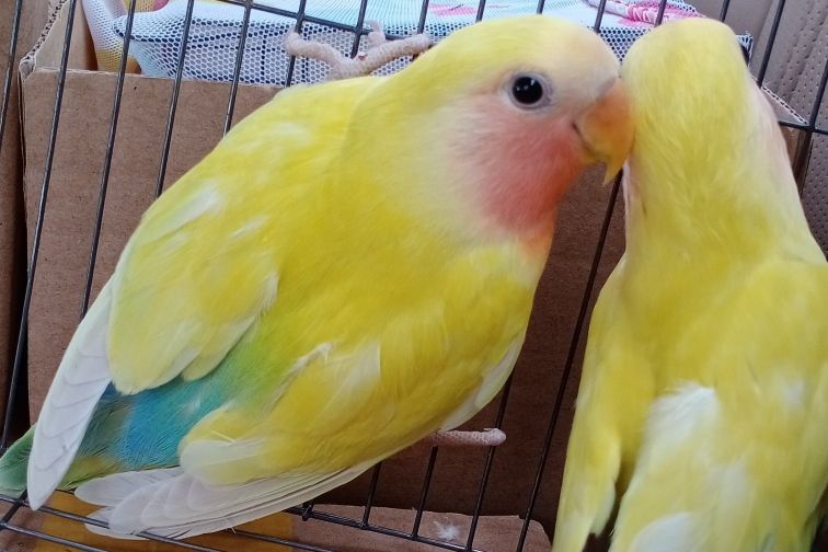 普兰牡丹鹦鹉是头类还是面类,面类牡丹和头面牡丹鹦鹉如何区分