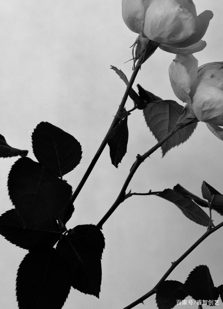 Chanel香水瓶身设计,香水系列创意设计