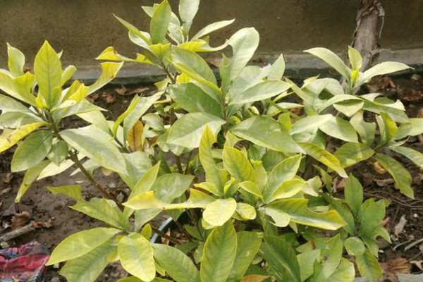 栀子花伤根叶黄逐渐干枯怎么办,为什么栀子花突然叶黄也不开花