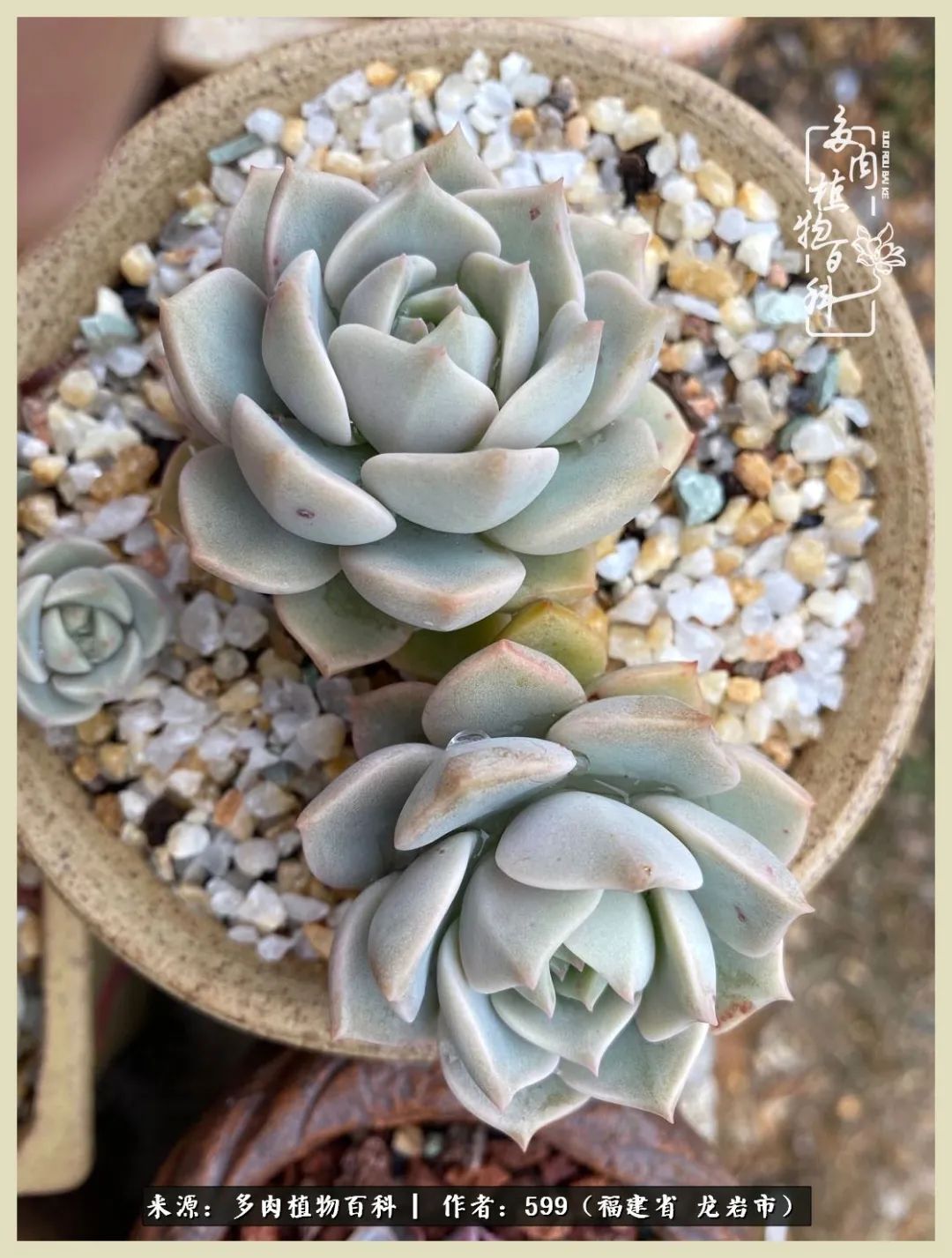 生活需要努力也需要花草,所有的热爱都需要不遗余力图片