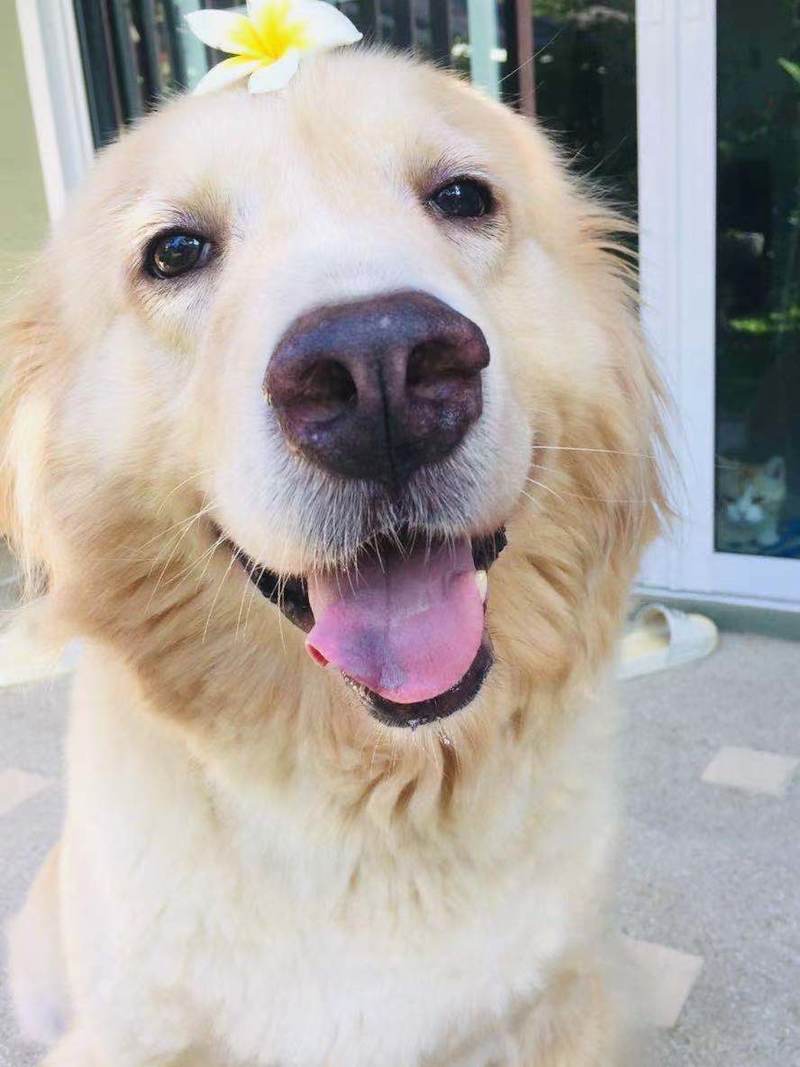 和宠物告别,和宠物告别嚎啕大哭