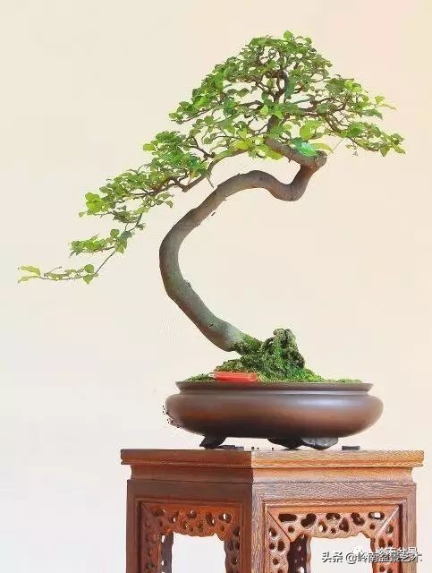 盆景结顶的形式,最好的盆景结顶方法