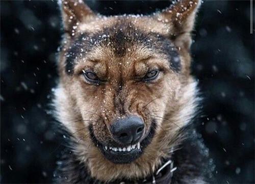 判断狗狗有没有狂犬病的三种方法,有狂犬病毒的狗狗有什么表现