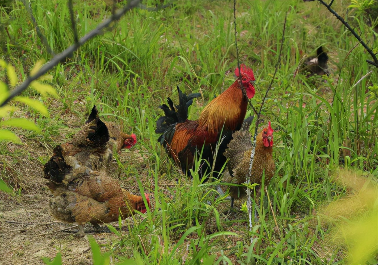养鸡加盟是骗局吗,加盟养鸡骗局揭秘视频大全