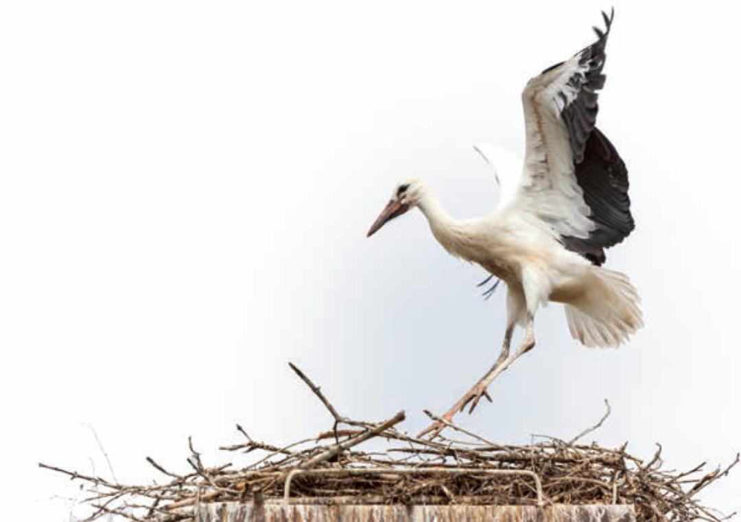 100种动物的怪异行为,32种稀奇古怪的动物