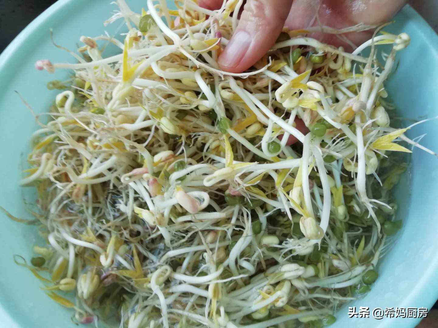 用绿豆泡豆芽七天过程,泡发绿豆怎么做好吃又简单