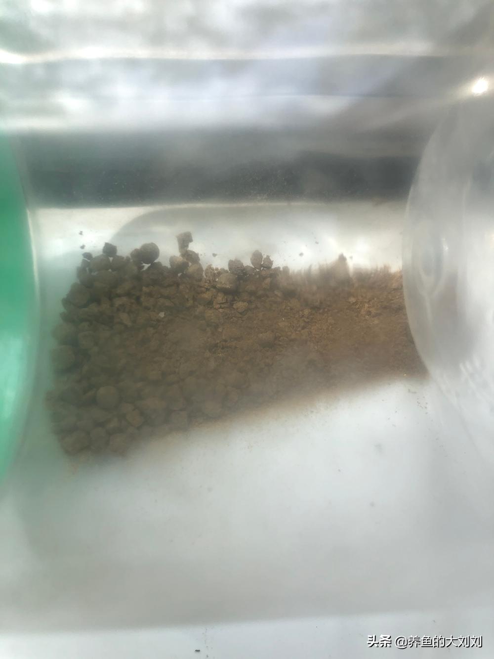 大刘这么懒散的人如何喂鱼?怎么喂鱼?喂小鸡饲料?