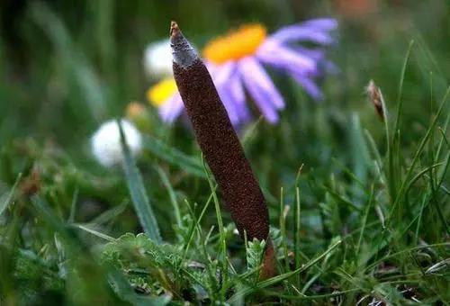 吃蜂王浆和蜂胶会加重肝脏负担吗,蜂花粉和蜂王浆哪个对肝脏好